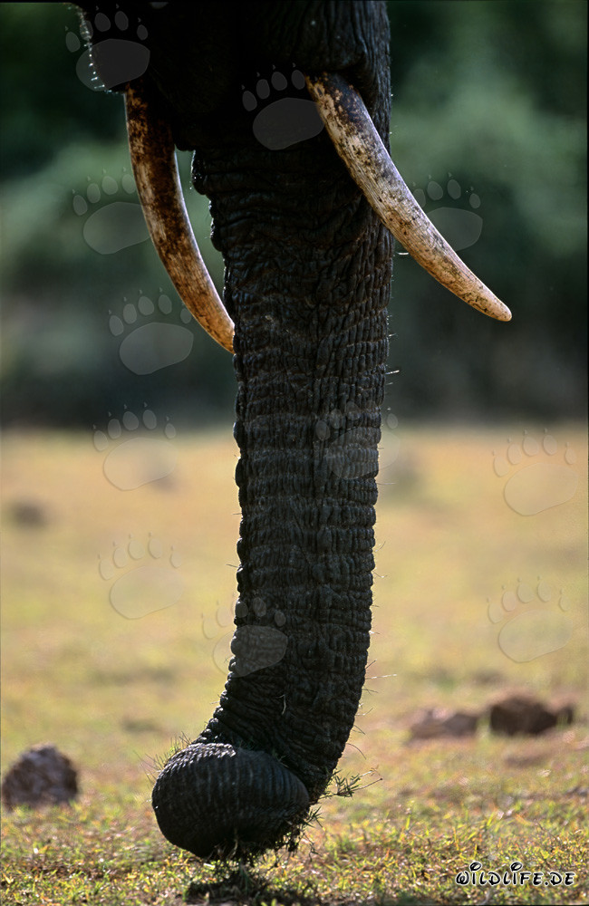 Majestic African Elephant in Full Frontal View