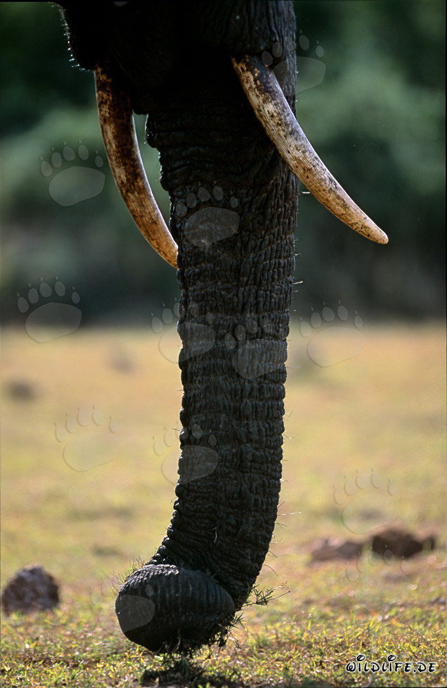 Majestätischer Afrikanischer Elefant in voller Frontalansicht
