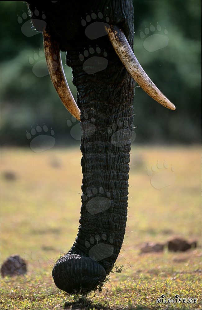 Elefante africano majestuoso en vista frontal completa