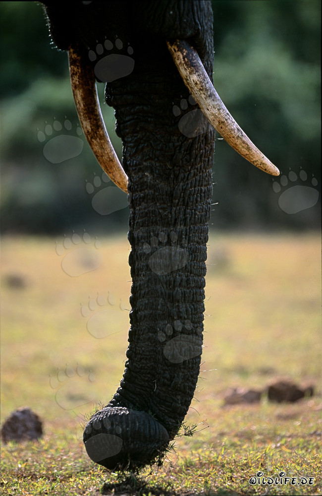 Maestoso elefante africano in vista frontale completa