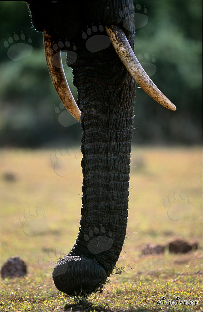 Éléphant africain majestueux en vue frontale complète