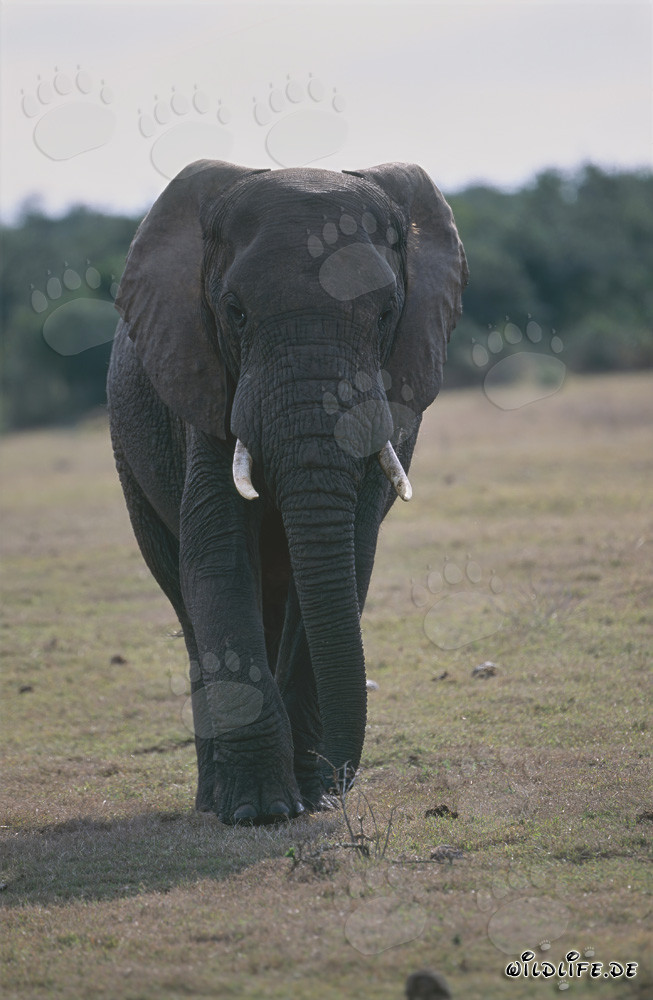 Majestic African Elephant in its Natural Habitat