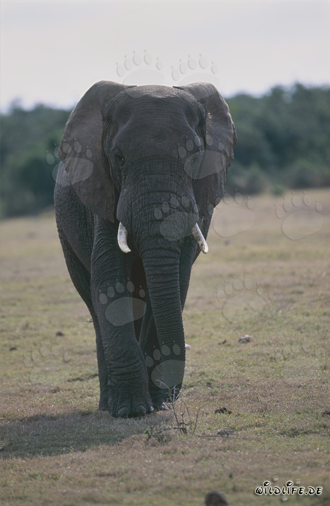 Maestoso elefante africano nel suo ambiente naturale