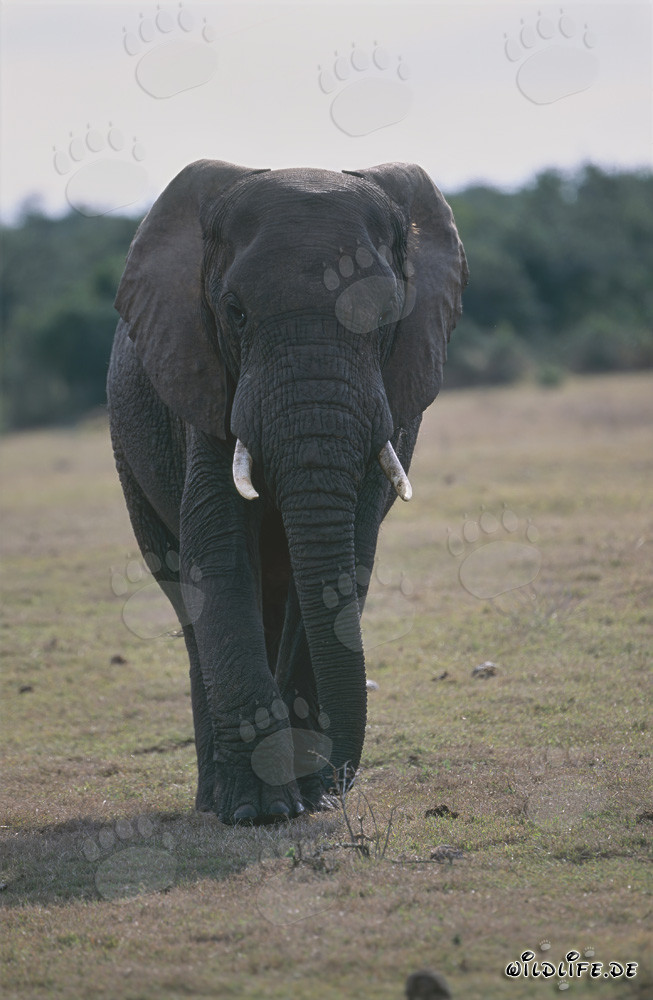 Elefante africano majestuoso en su entorno natural