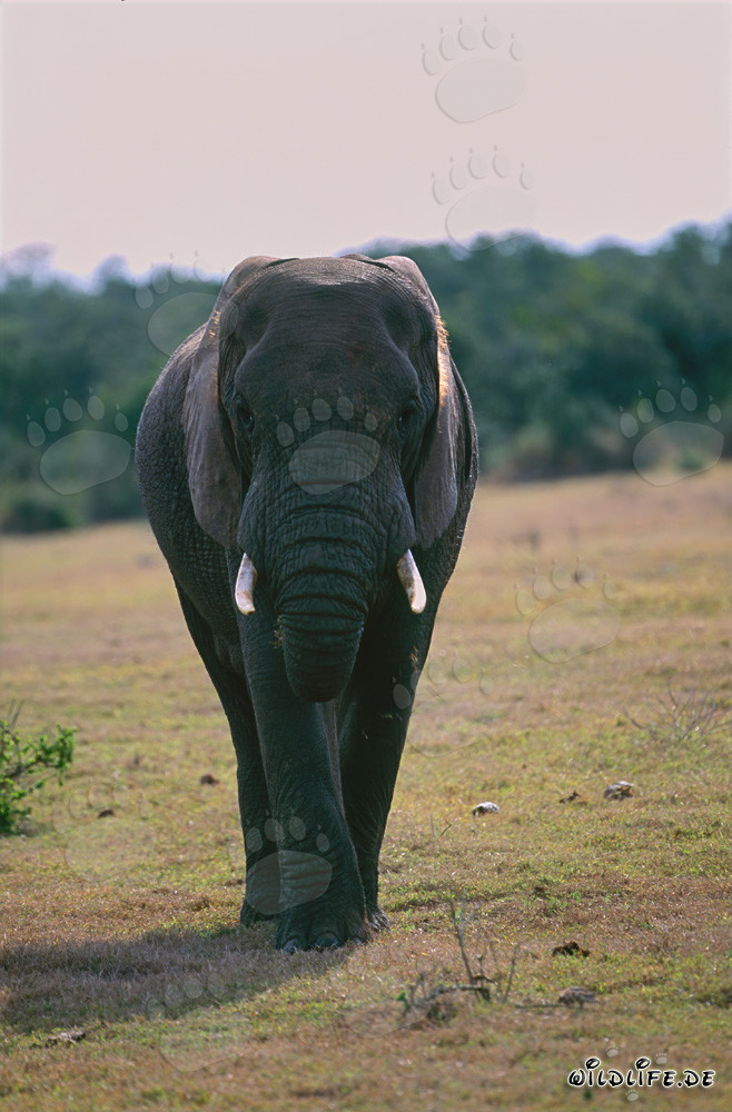 Majestic African Elephant in Addo Elephant National Park, South Africa