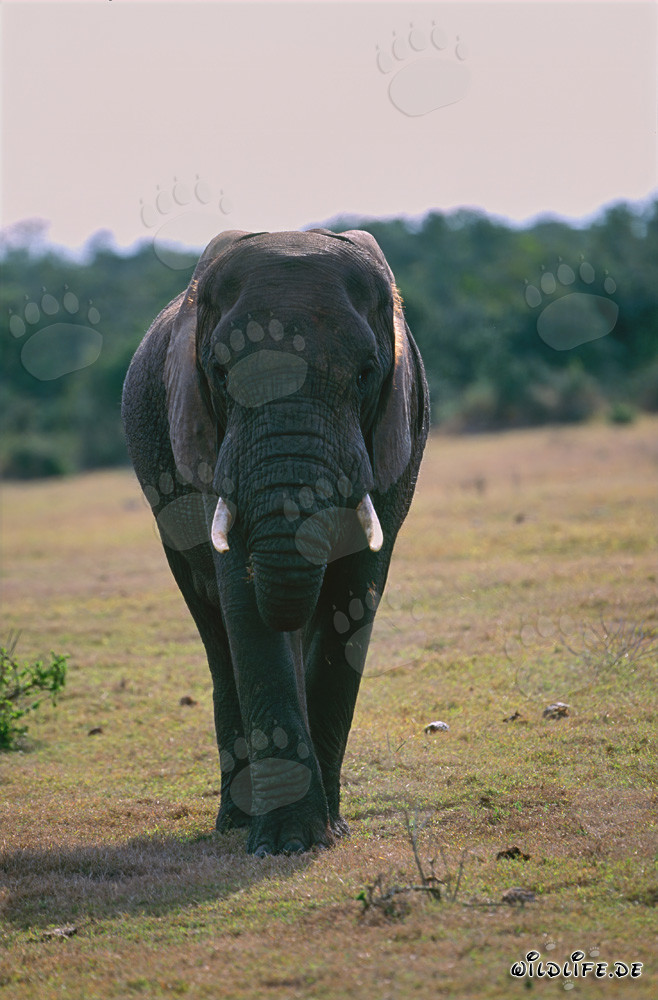 Majestätischer Afrikanischer Elefant im Addo Elephant Nationalpark, Südafrika