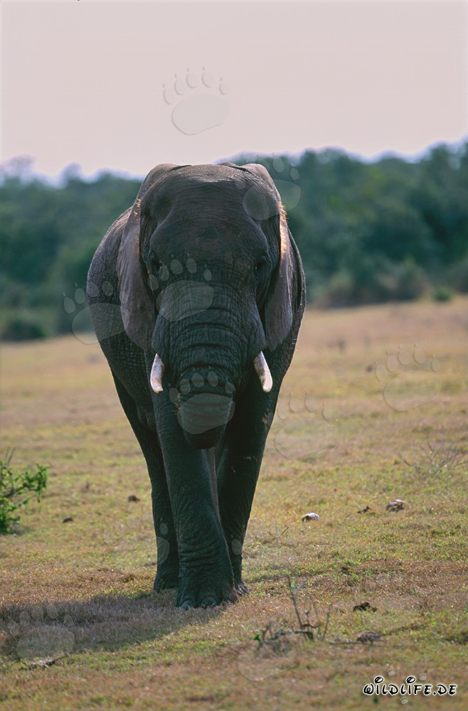 Elefante africano majestuoso en el Parque Nacional de Elefantes de Addo, Sudáfrica