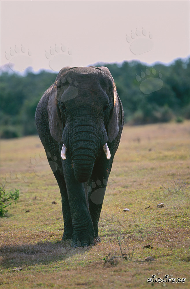 Éléphant d'Afrique majestueux dans le parc national des éléphants d'Addo, Afrique du Sud
