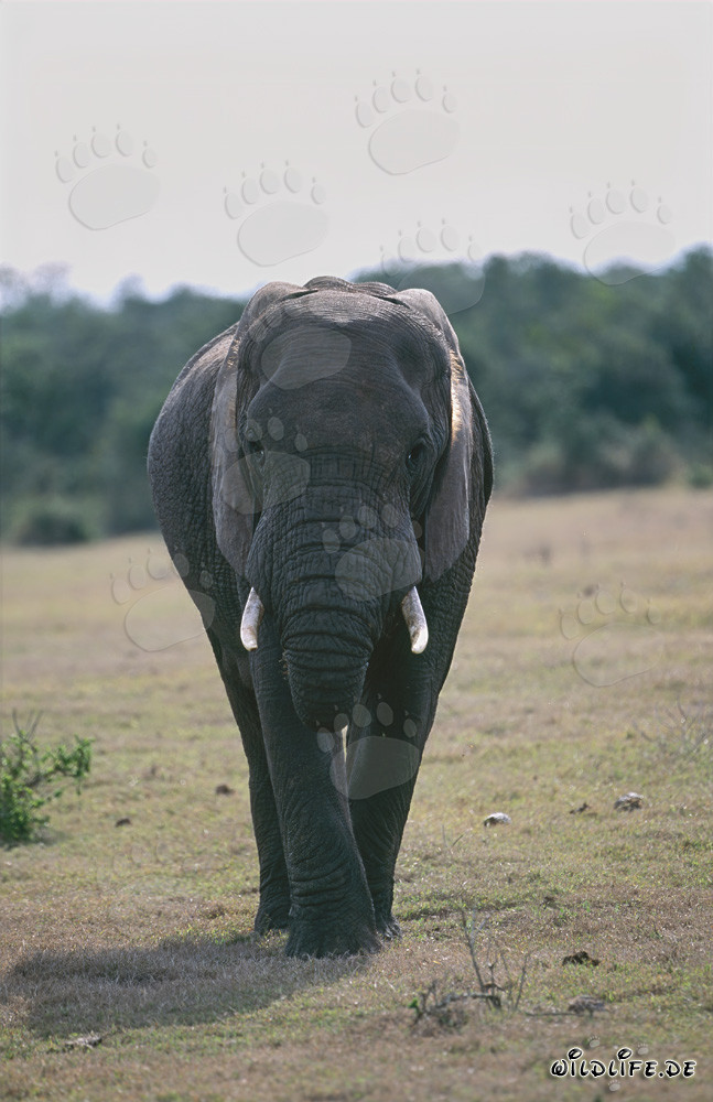 Majestätischer Afrikanischer Elefant posiert frontal für die Kamera