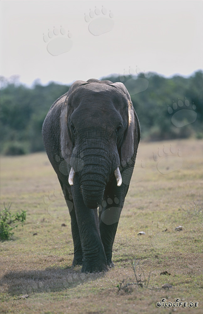Elefante africano majestuoso posando frontalmente para la cámara