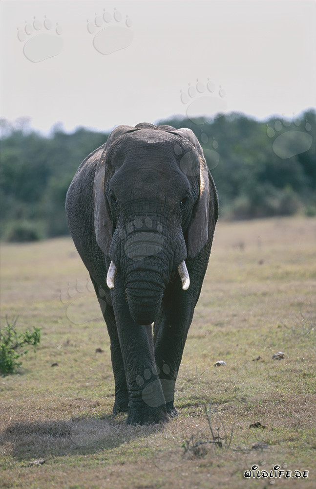 Maestoso elefante africano in posa frontale per la fotocamera