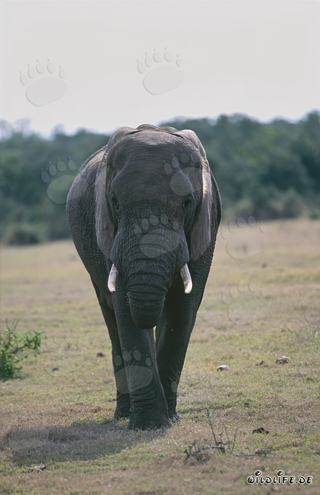 Éléphant africain majestueux posant frontalement pour l'appareil photo