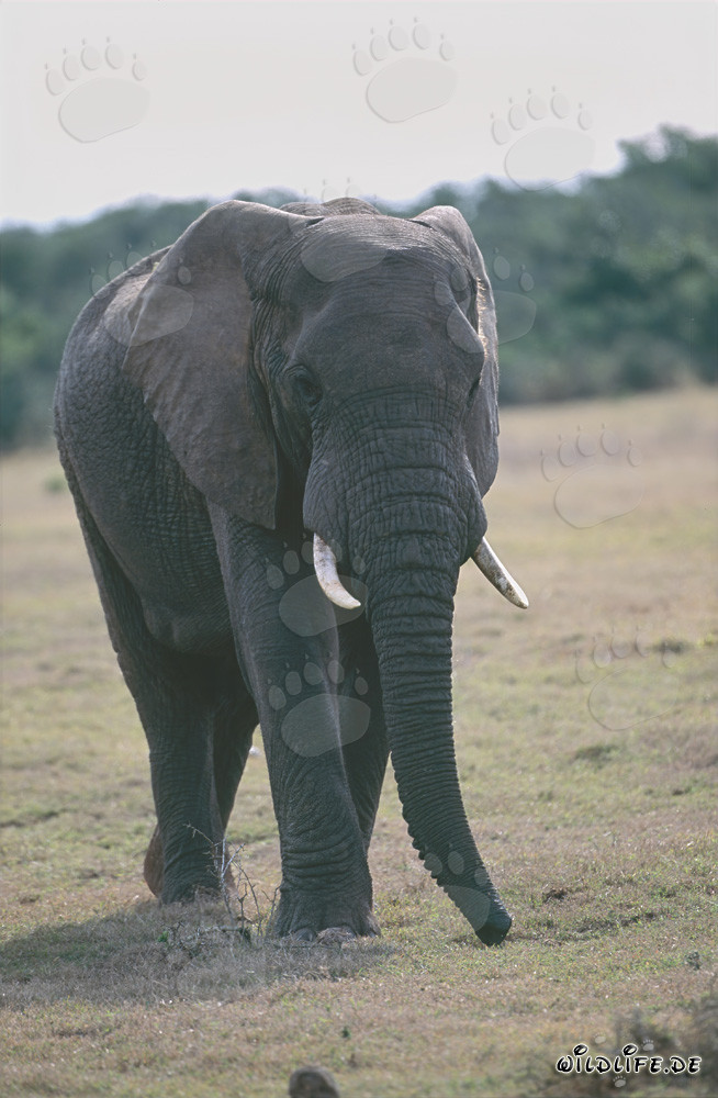 Majestic African Elephant in the Savanna
