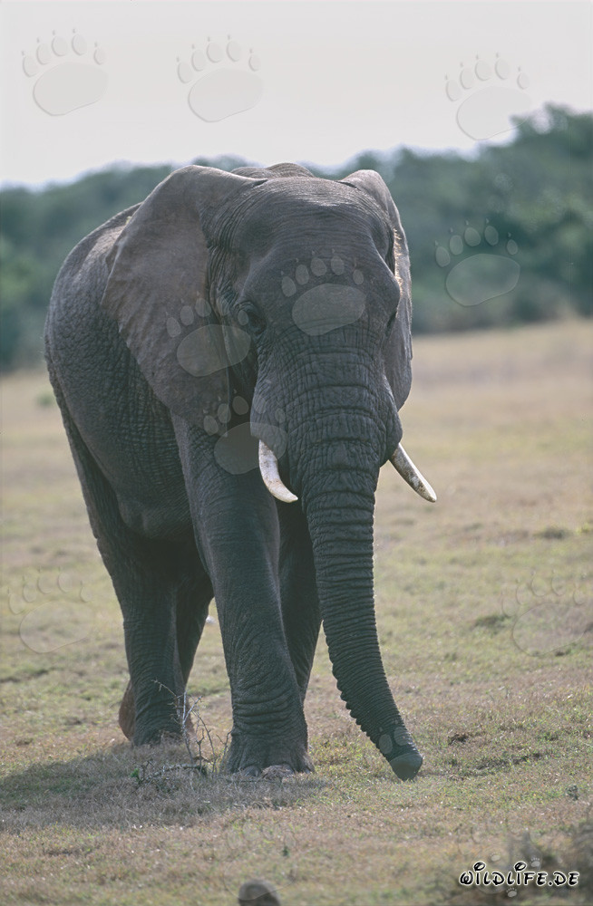 Majestätischer Afrikanischer Elefant in der Savanne