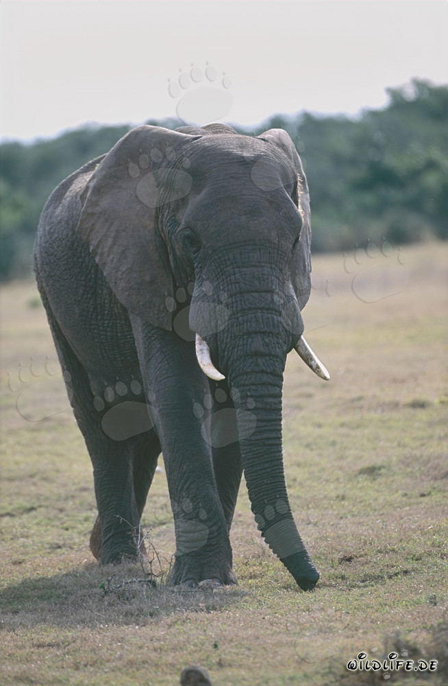 Éléphant africain majestueux dans la savane