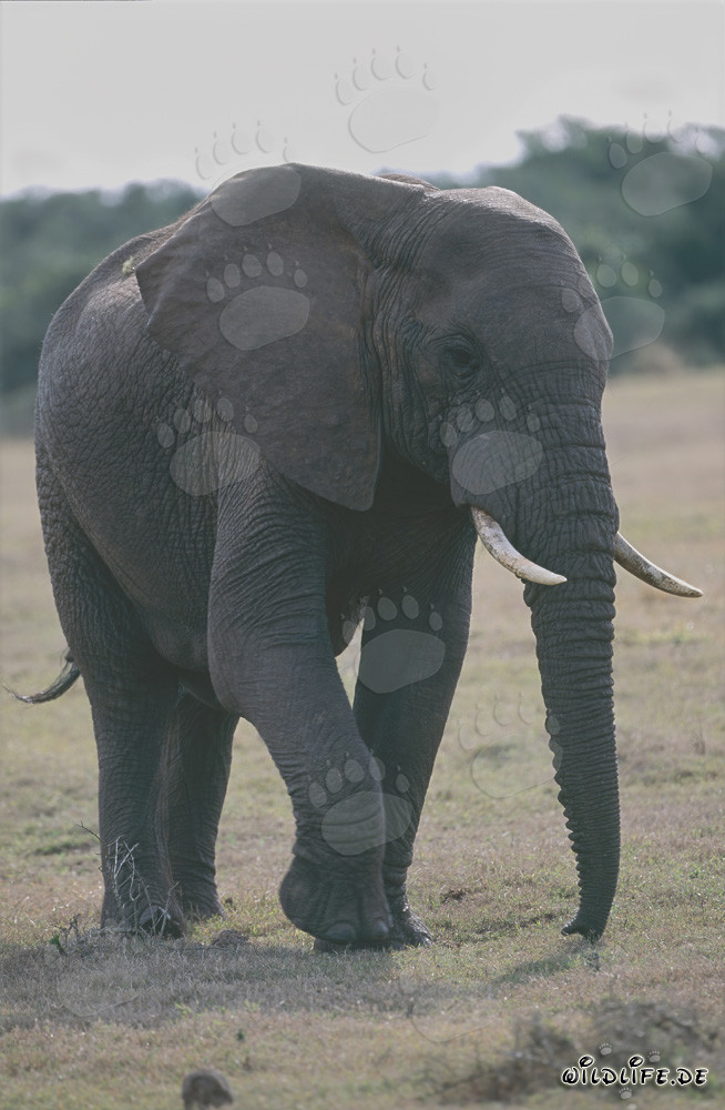 Majestic African Elephant in the Savannah