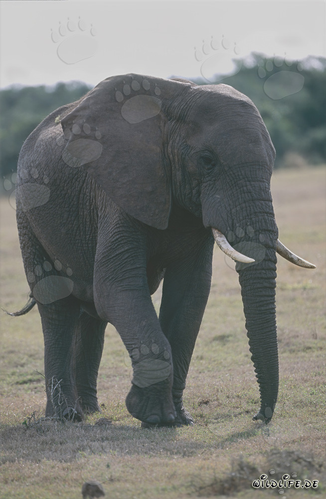 Majestätischer Afrikanischer Elefant in der Savanne