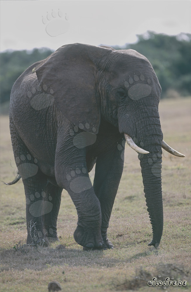 Elefante africano majestuoso en la sabana