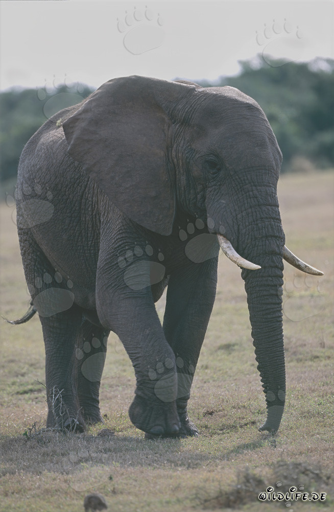 Maestoso elefante africano nella savana