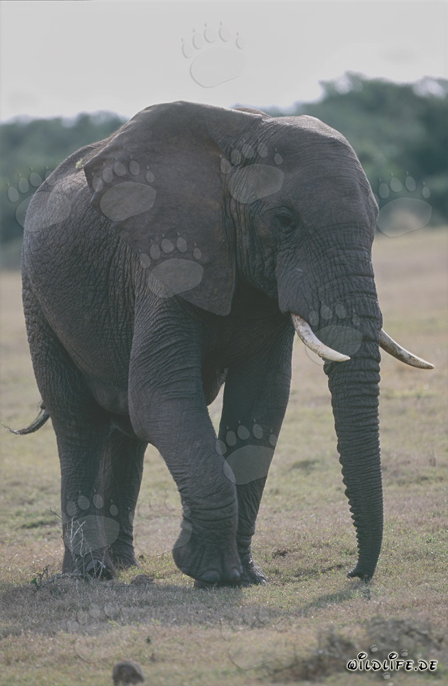 Éléphant africain majestueux dans la savane