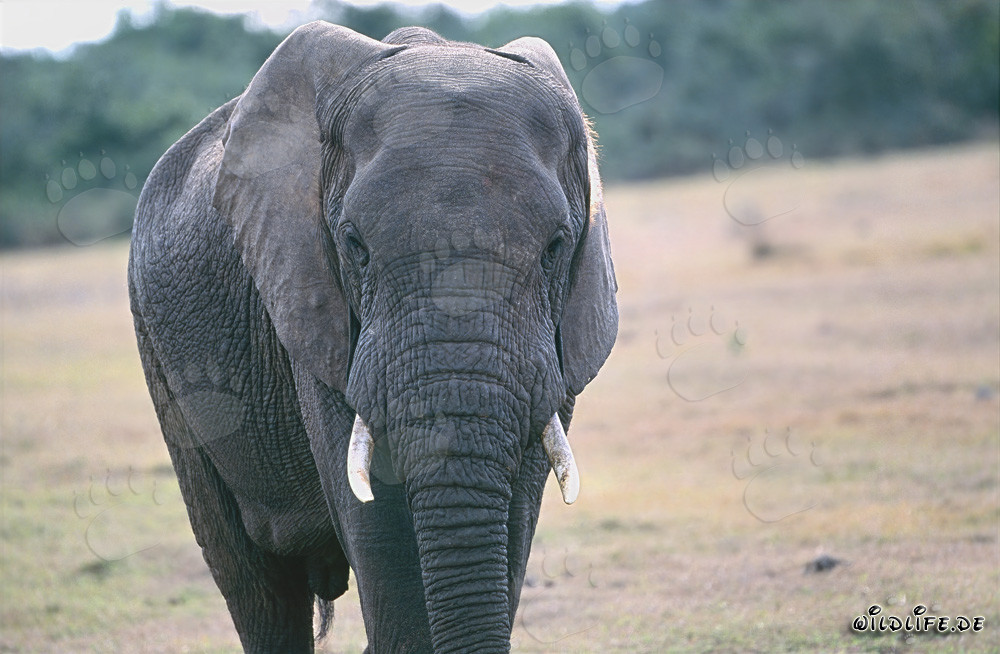 Majestätischer Afrikanischer Elefant in der Savanne