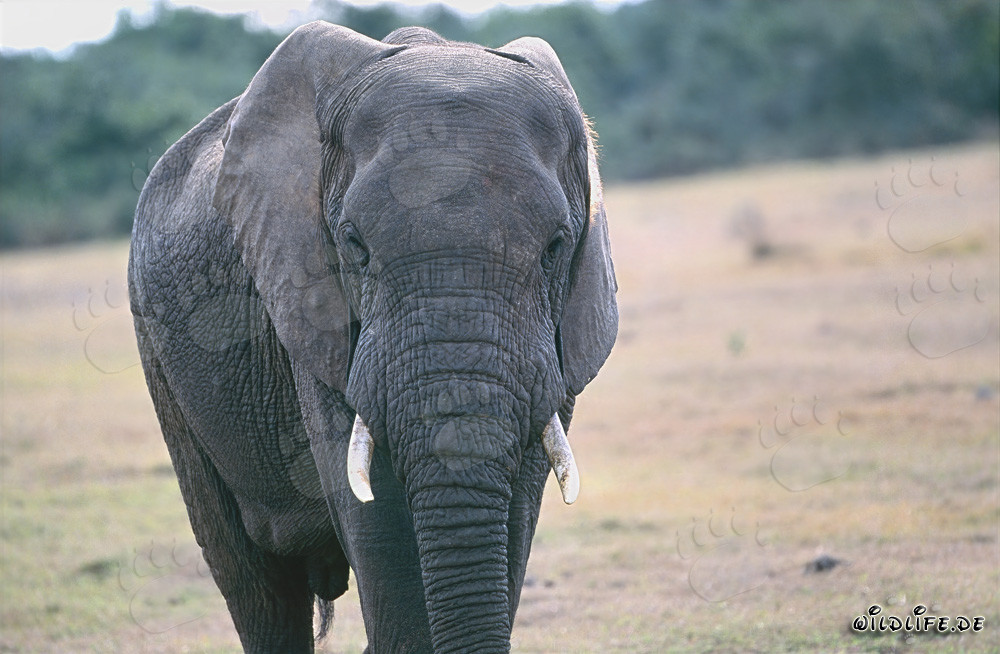Elefante africano majestuoso en la sabana