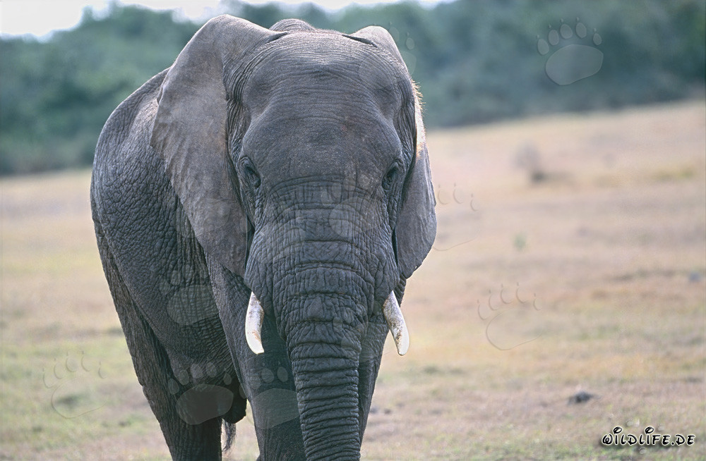 Maestoso elefante africano nella savana