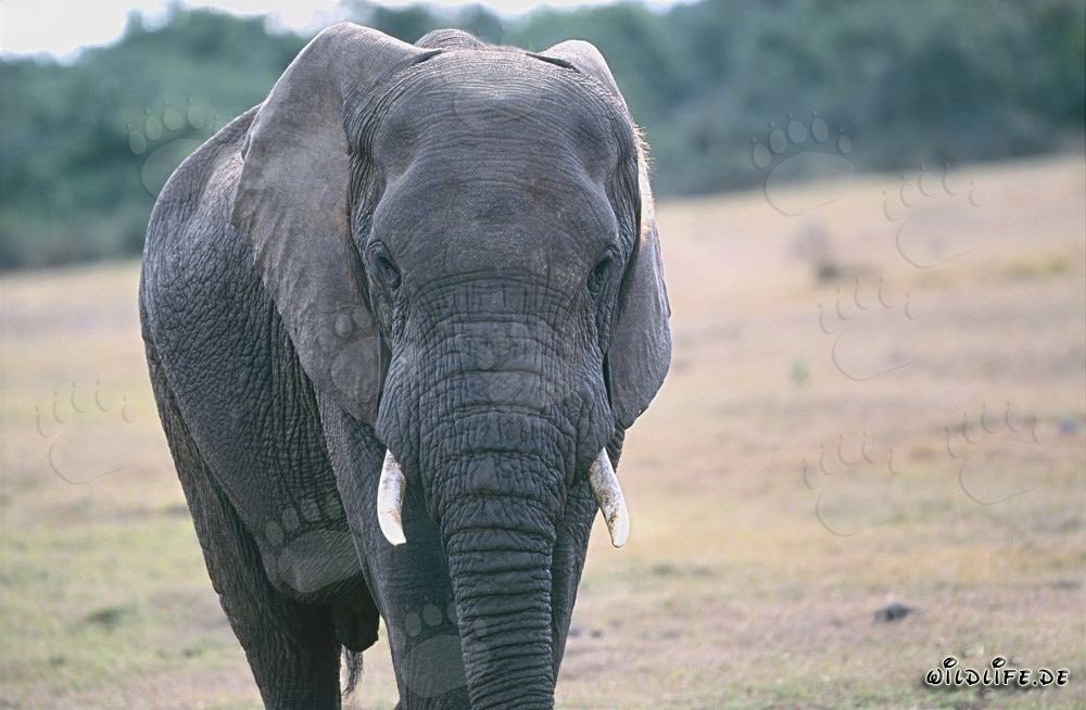 Éléphant africain majestueux dans la savane