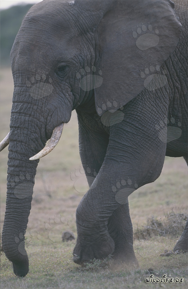 Majestic African Elephant in the Savanna
