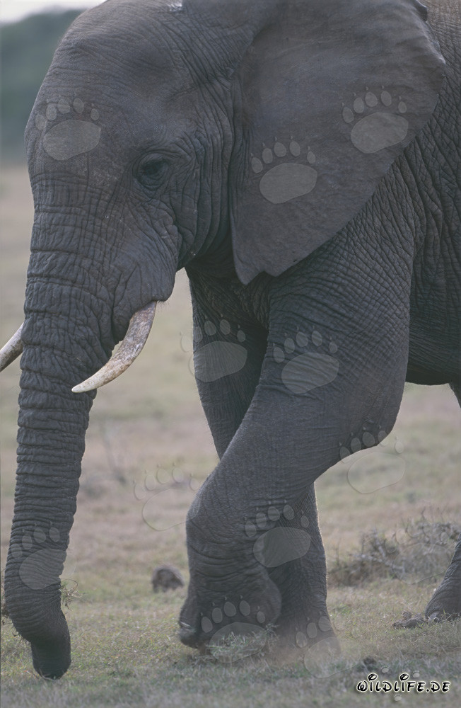 Majestätischer Afrikanischer Elefant in der Savanne
