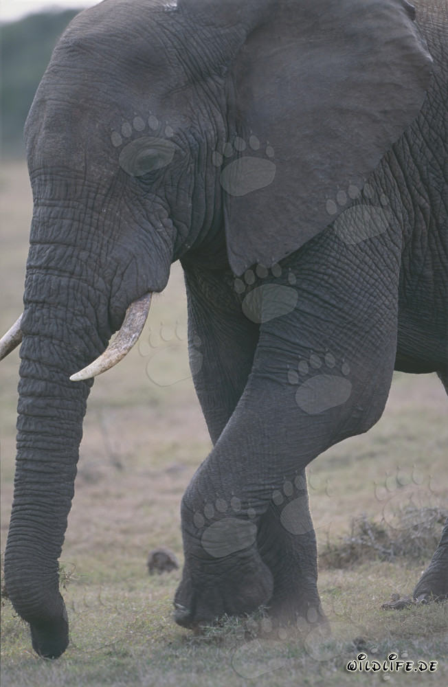 Elefante africano majestuoso en la sabana