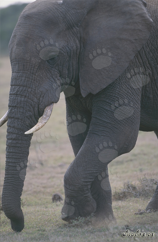 Maestoso elefante africano nella savana