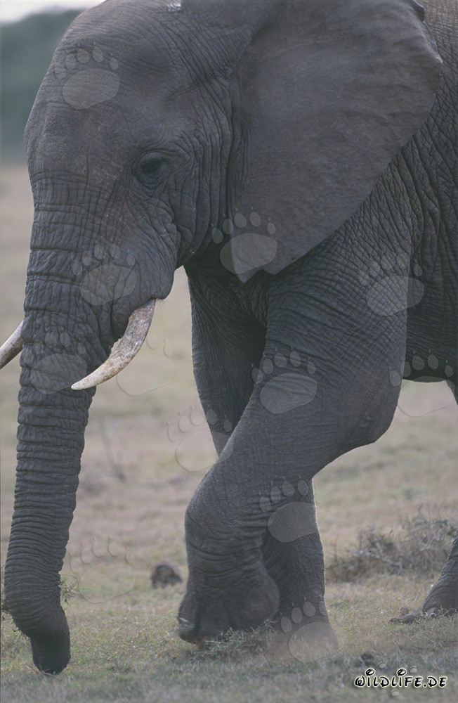 Éléphant africain majestueux dans la savane