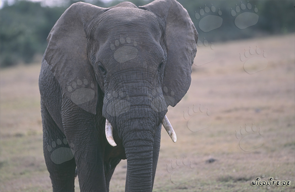 Majestic portrait of an African elephant