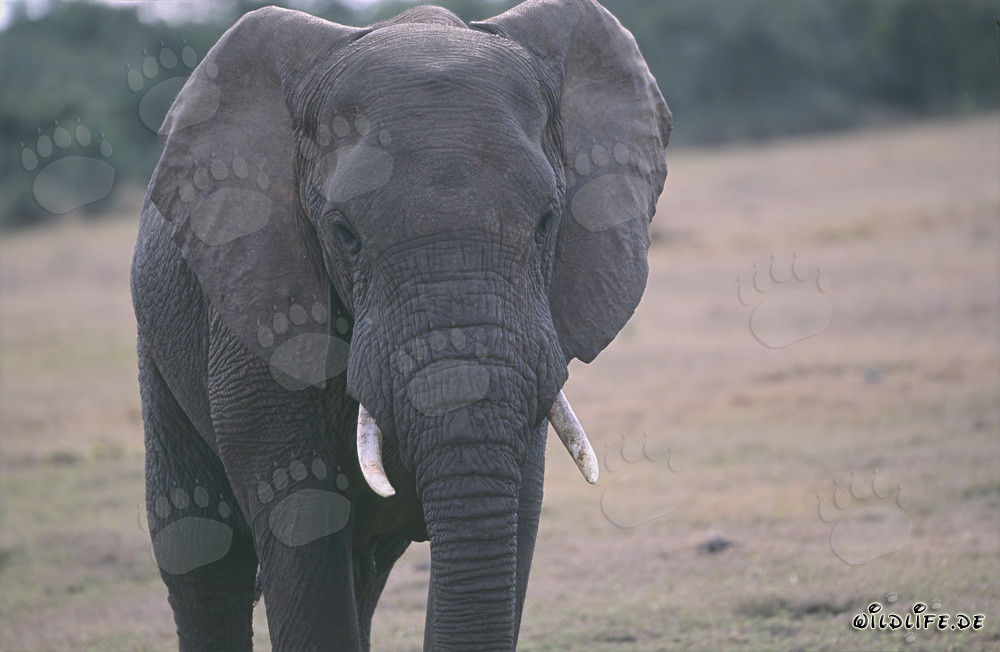 Retrato majestuoso de un elefante africano