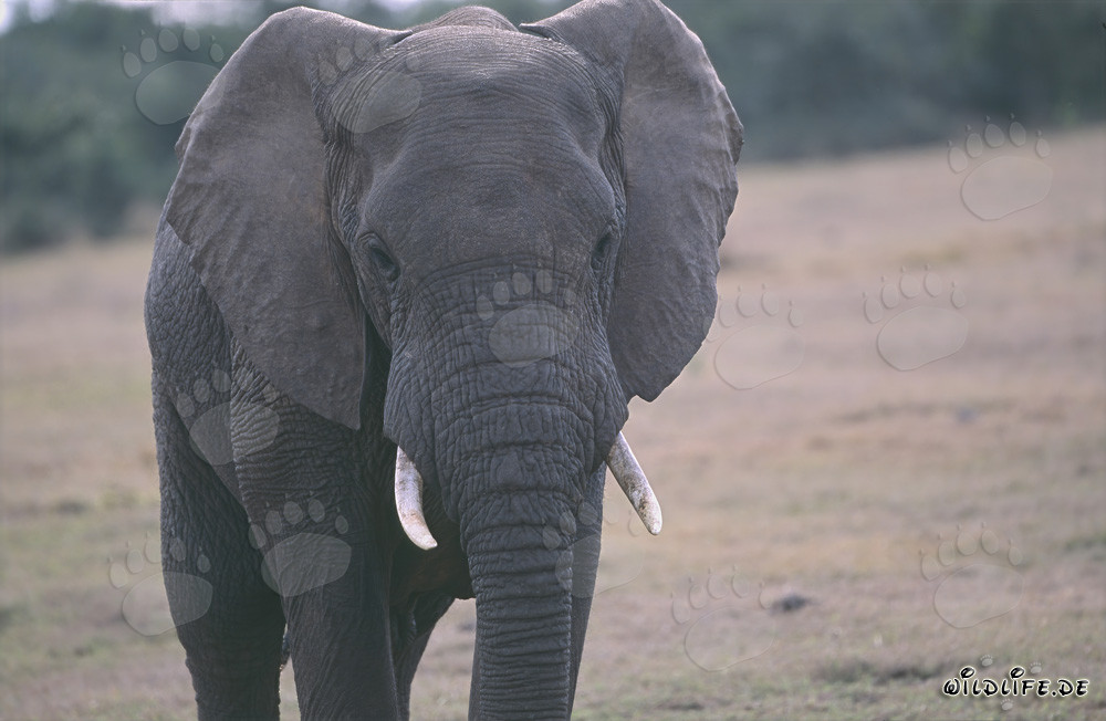 Ritratto maestoso di un elefante africano