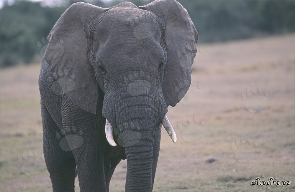 Portrait majestueux d'un éléphant africain