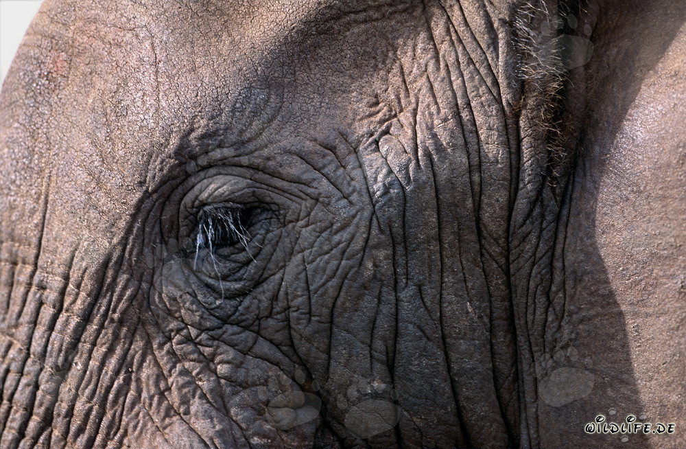 Majestätisches Auge eines Afrikanischen Elefanten