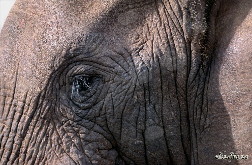 Occhio maestoso di un elefante africano