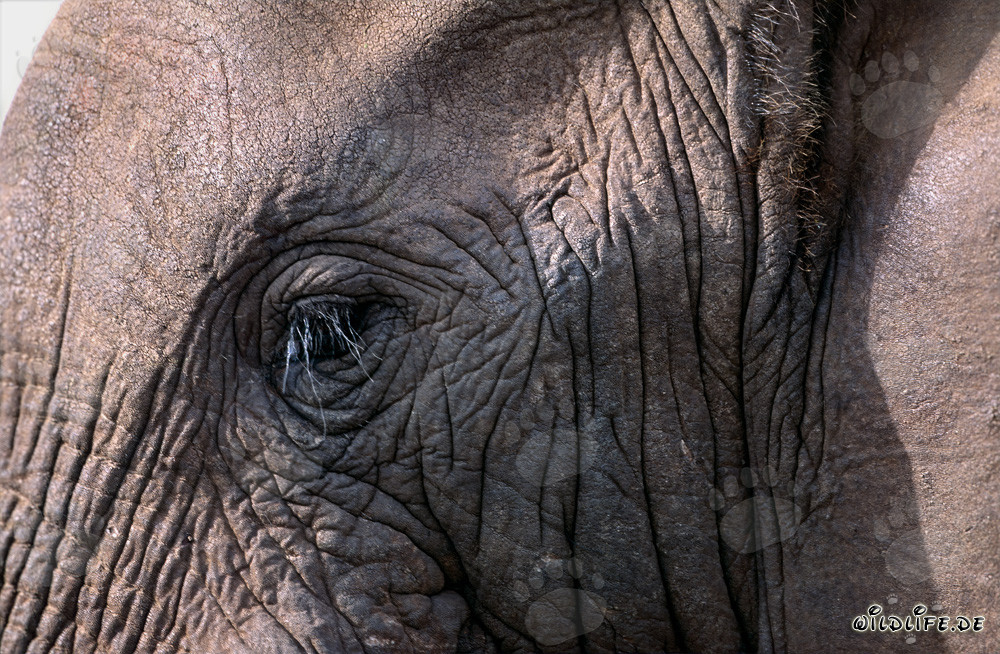 Ojo majestuoso de un elefante africano