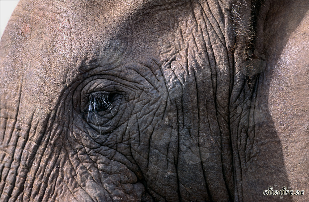 Œil majestueux d'un éléphant africain