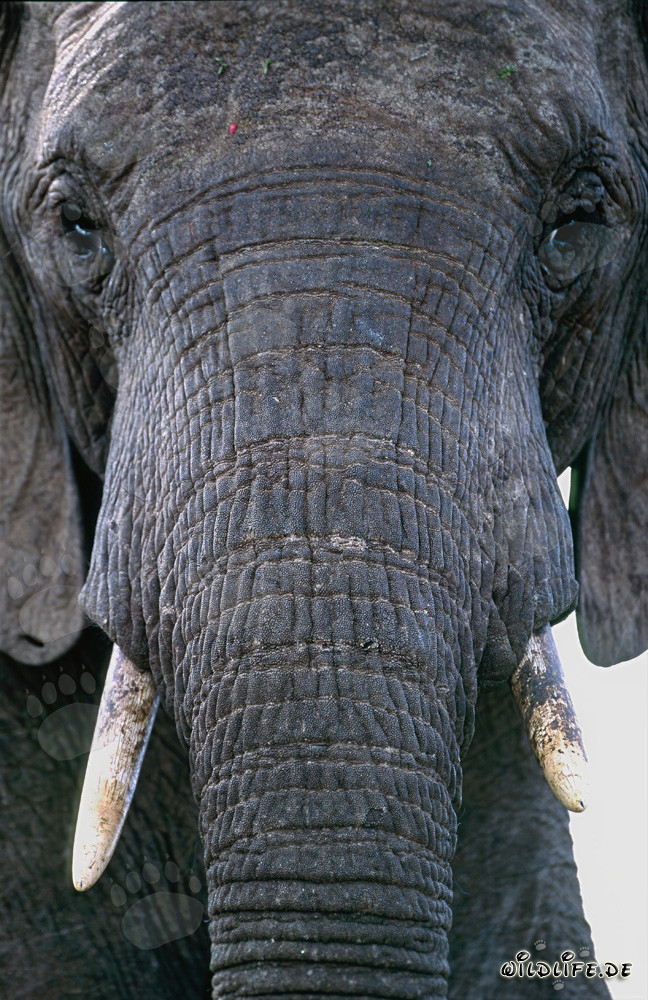 Majestic portrait of an African elephant