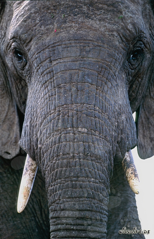Ritratto maestoso di un elefante africano