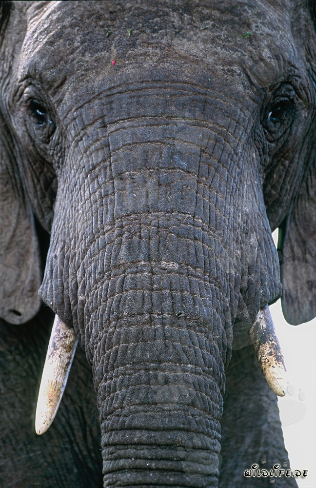 Portrait majestueux d'un éléphant africain
