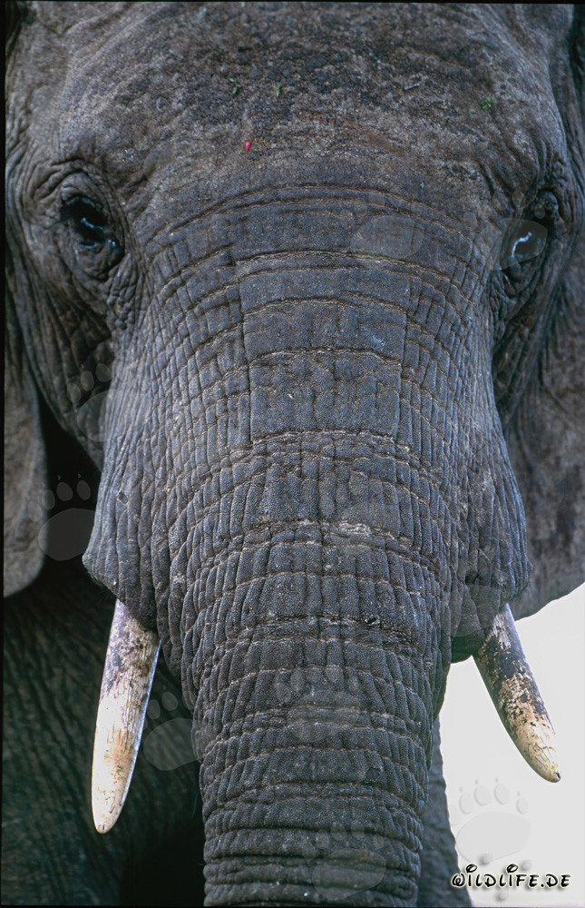 Majestic Portrait of an African Elephant