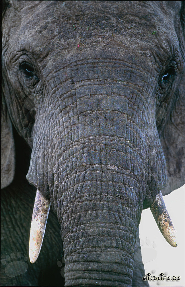 Portrait majestueux d'un éléphant africain