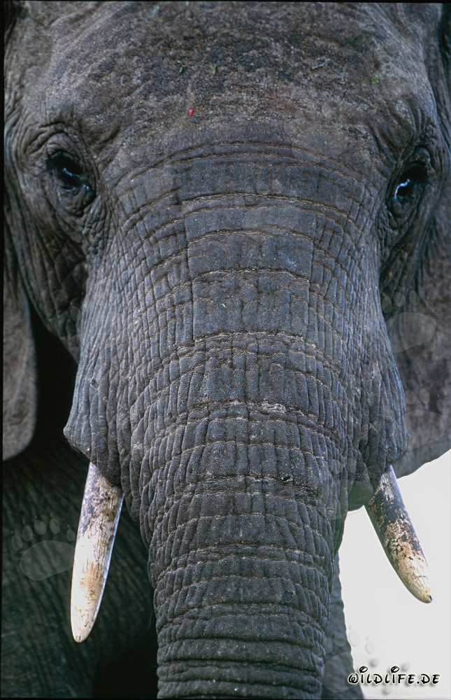 Retrato majestuoso de un elefante africano