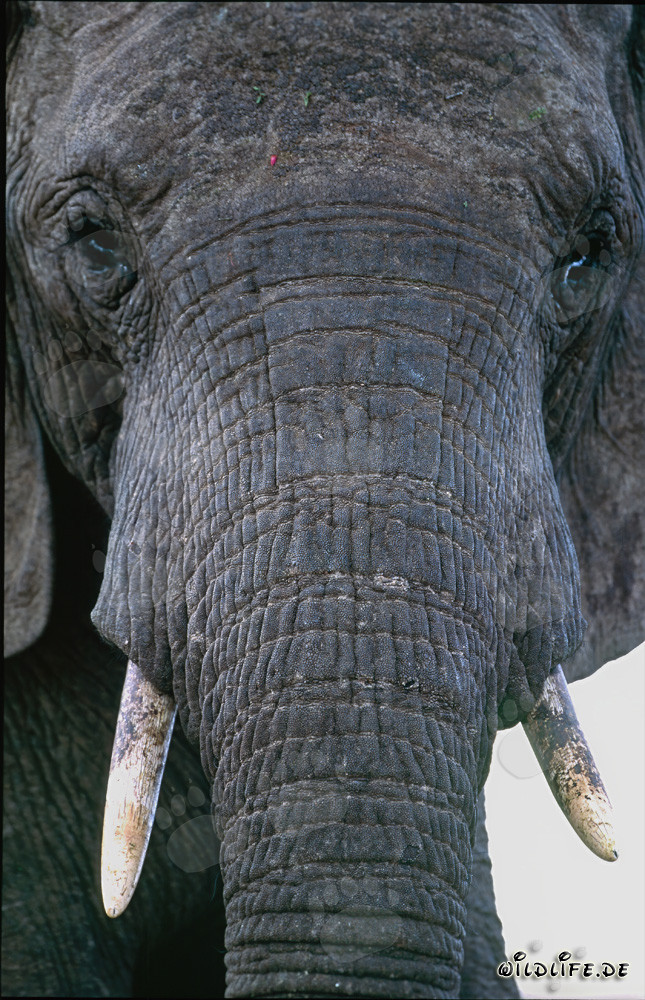 Ritratto maestoso di un elefante africano