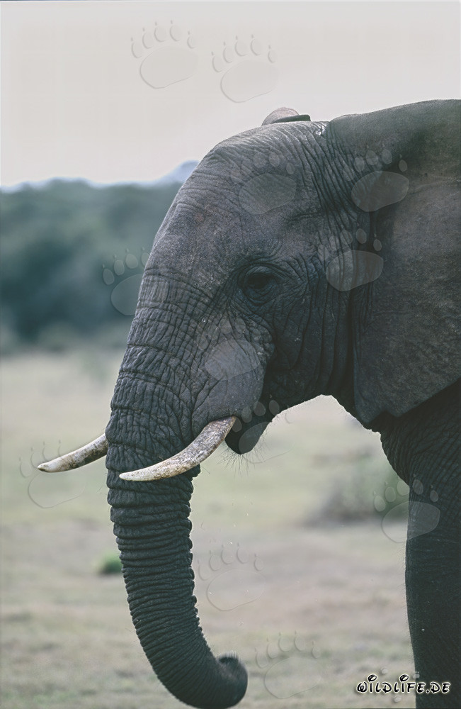Majestic elephant portrait from the side