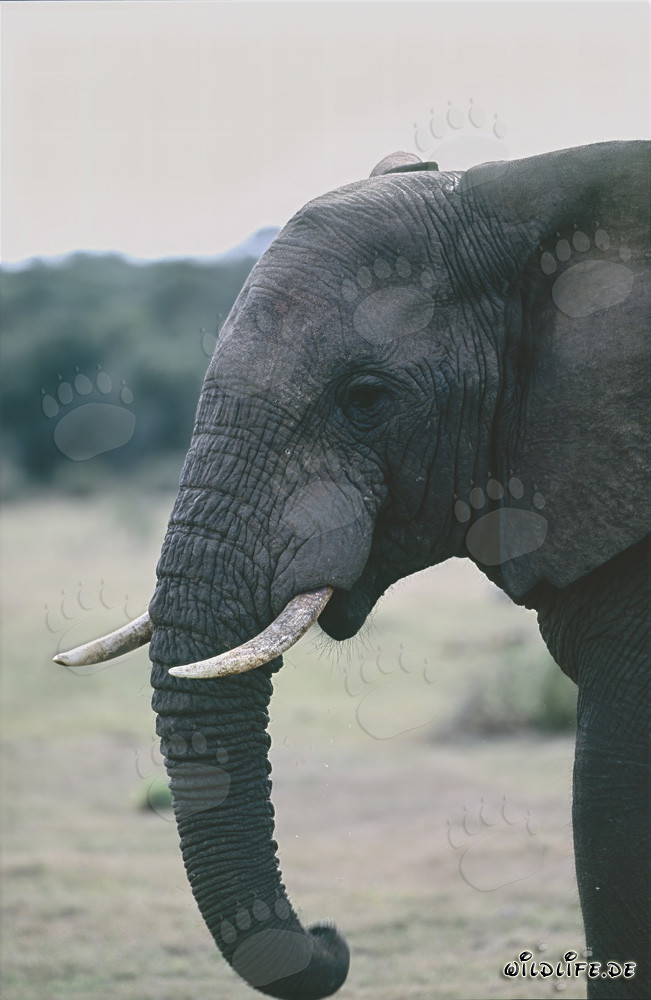 Portrait majestueux d'un éléphant de côté